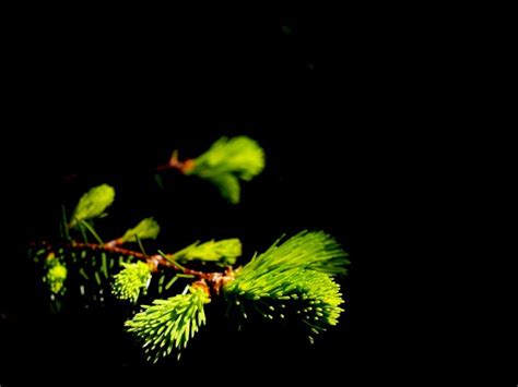 Image result for Increment and Decrement Operators in Java