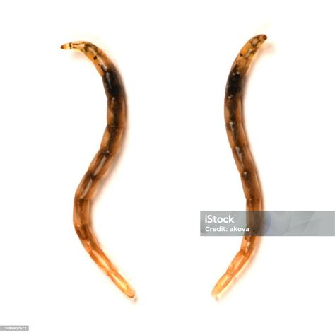 Larvae Ceratopogonidae Is A Family Of Flies Commonly Known As Noseeums ...