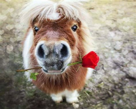 Download "A Horse That's Too Cute for Words" | Wallpapers.com