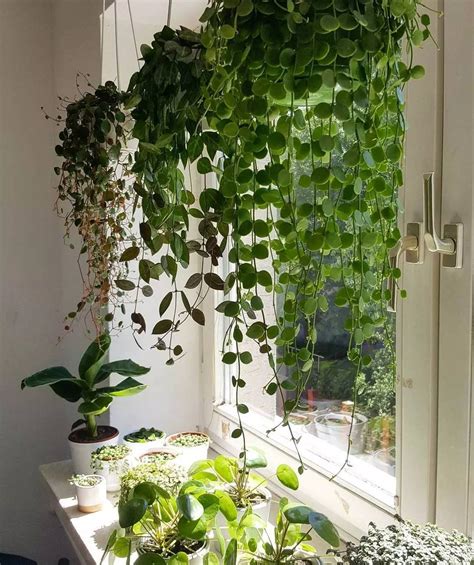 十八种常见室内植物的功效，给自己的家挑一... 来自实用技能酱 - 微博 | Plants, Inspiration, Room design