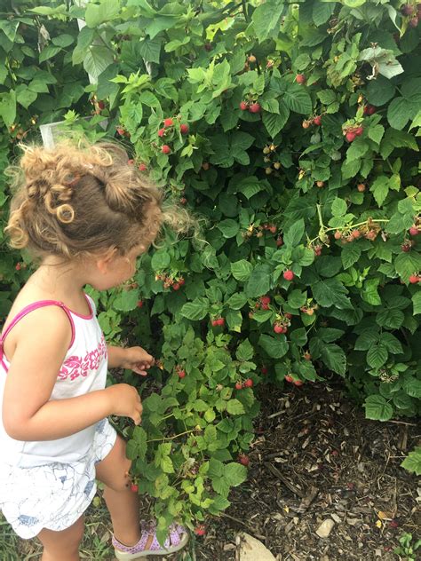 Fishkill Farms: Berry Picking for Families in the Hudson Valley
