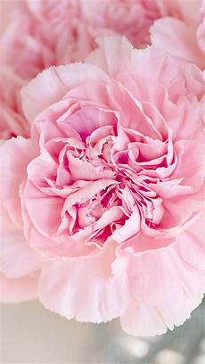 Pink Flowers Hd Wallpaper For Mobile by Pink Flowers Hd Wallpaper For Your Mobile Phone 7337 Pink Flowers Hd Wallpaper For Mobile