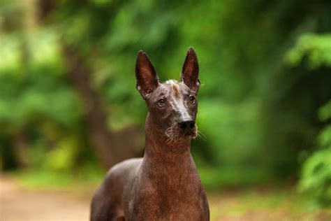 How Long Do Xoloitzcuintli Live