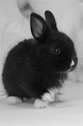 Image result for Cutest Bunny in Da World