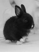 Image result for Baby Bunnies Wallpaper