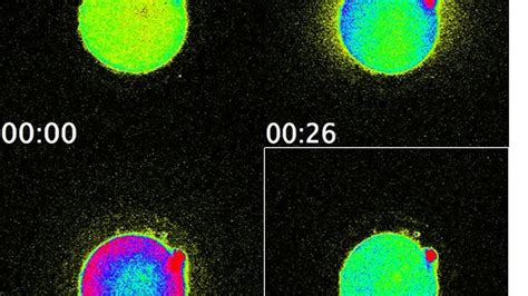 Image result for Conception Light Flash