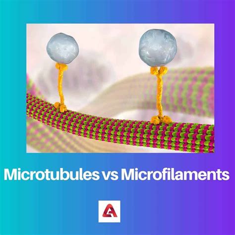 Microtubules vs Microfilaments: Difference and Comparison