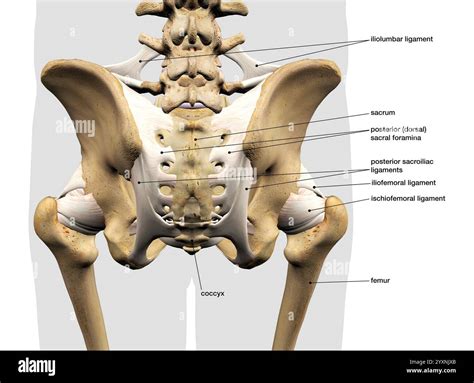 Human femur bone hi-res stock photography and images - Alamy