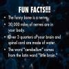 Ello:) I need fun facts about nervous system and if its possible funny ...