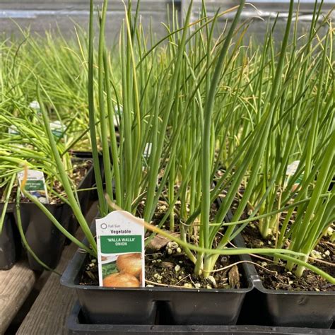 Walla Walla Onion – Veggie 6 Packs › Anything Grows