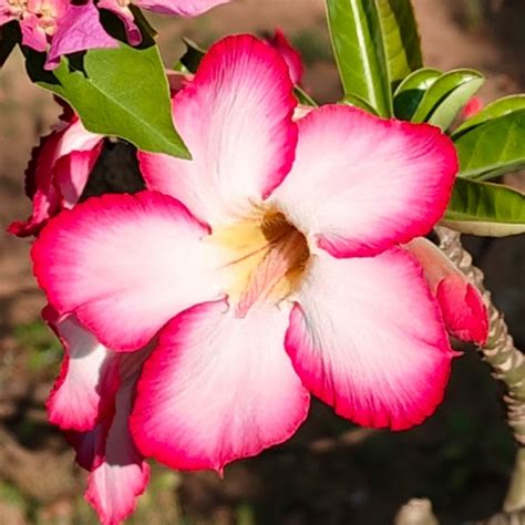 Trending Clips 的图像结果