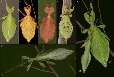 Species New to Science: [Entomology • 2021] A Tree of Leaves: Phylogeny ...