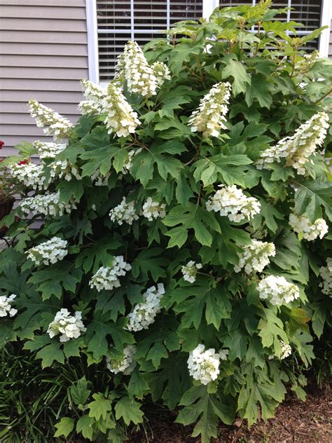 Oak leaf hydrangea | Oakleaf hydrangea, Oak leaf, Hydrangea