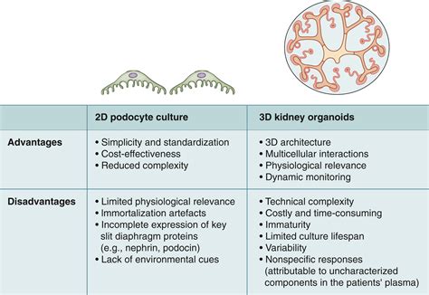 Kidney organoids: a 3-dimensional tool to unmask permeability factors in primary and recurrent ...