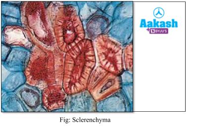 Simple Permanent Tissue, Types & sclerenchyma cells | AESL