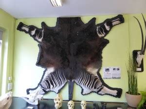 okapi animals poster Multicolor Photo Paper Print Poster Photographic ...