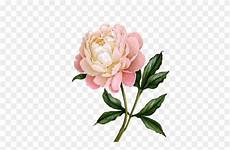 peony clipart peonies clipart peony clipart stunning free peony clipart peonies clipart peony clipart stunning free