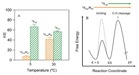 Fatty Acid Allosteric Regulation of C-H Activation in Plant and Animal ...