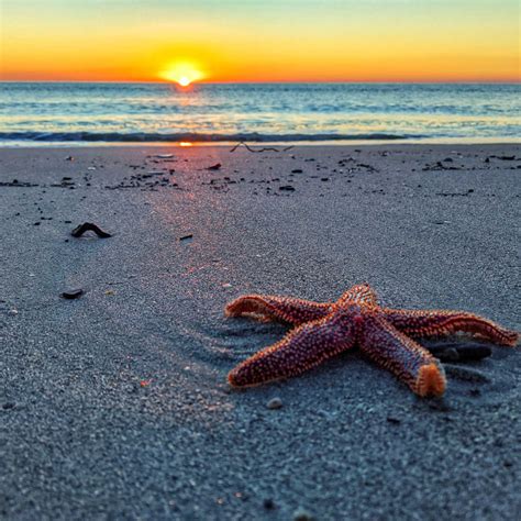 Dining Pawleys Island Sc