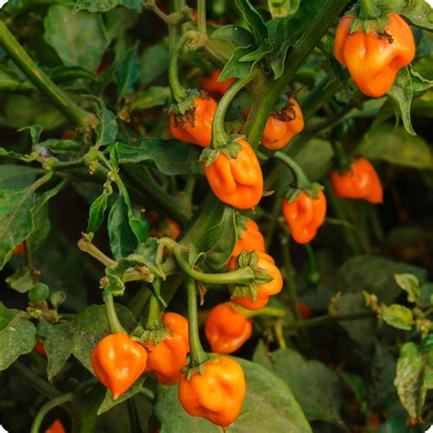 Orange Habanero Plant