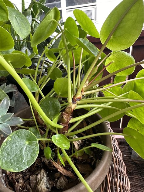 Ufo Plant Care 101: The Ultimate Guide To Keeping Parkeria Brownii Happy