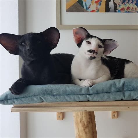 Adam Driver Cat Breed / Shelter Cat That Looks Like Adam Driver From ...