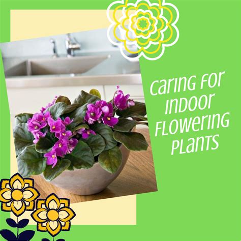 Introduction to Indoor Flowering Plants - HouseplantJoy.com