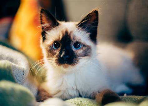 Gattini Siamesi Ragdoll Gattini Siamesi In Vendita A Lecce, Puglia