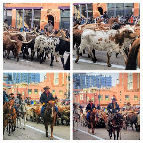 Mille Fiori Favoriti: The 2024 National Western Stock Show Parade in ...