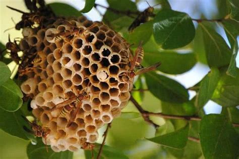 马蜂窝摘除的最佳时间 - 胡蜂 - 酷蜜蜂