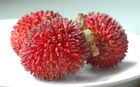 Creative Farmer Fruit Plant Pulasan Kapulasan Brown-Hairy Garden Plant ...
