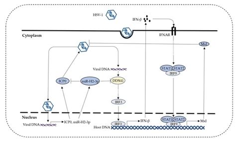 Herpes Simplex Virus Type 1–Encoded miR-H2-3p Manipulates Cytosolic DNA ...