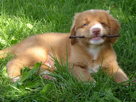 Punnett's Square: Cleft Palate and Nova Scotia Duck Tolling Retrievers