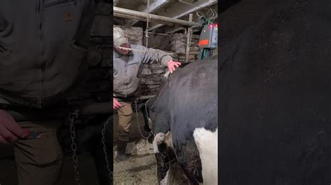 Exploding Cow Abscess 的图像结果