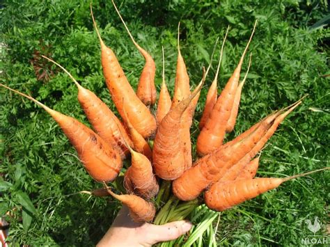 How and When To Harvest and Store Carrots