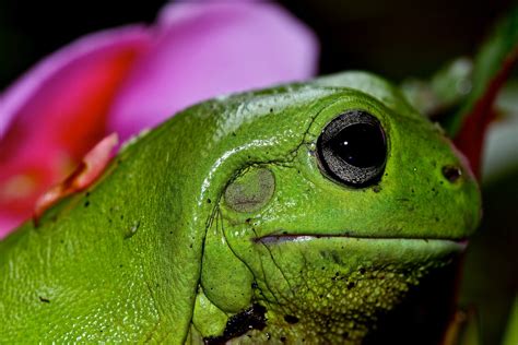 How Many Eyelids Do Frogs Have? Discovering More About Frogs