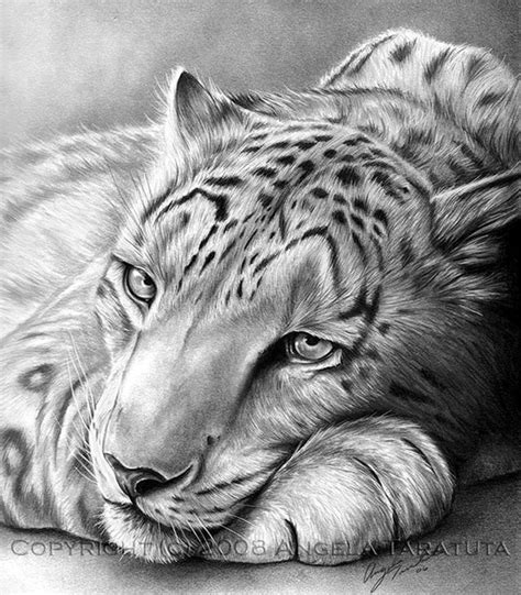 40 Realistic Animal Pencil Drawings