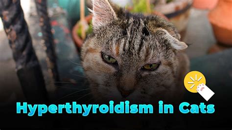 Hyperthyroidism in Cats