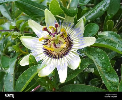 Flower Passiflora incarnata, commonly known as maypop, purple ...