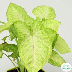 green dreams Syngonium Plant Price in India - Buy green dreams ...