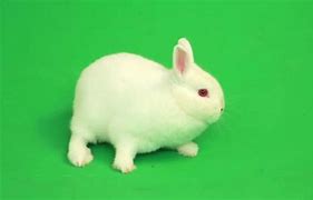 Image result for Rabbitt White Baby