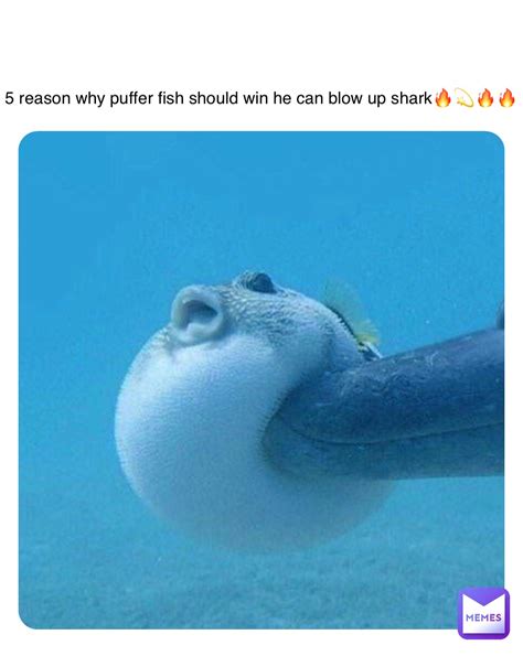 Double tap to edit 5 reason why puffer fish should win he can blow up ...