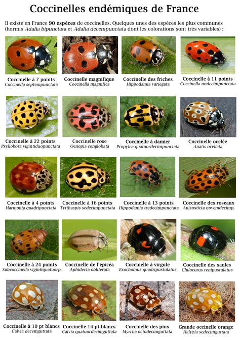 Animals Endemic To France