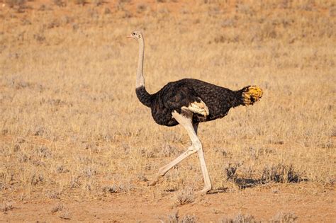 Can Ostrich Fly