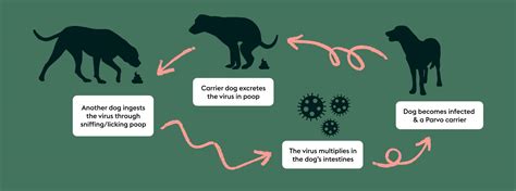Parvovirus: how it works & how to help keep your dog safe | ManyPets