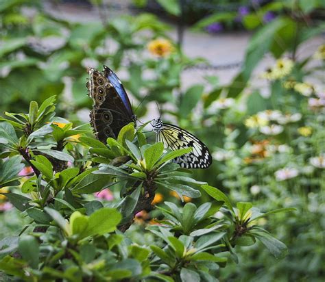 Image result for Butterfly Dance Tutorial