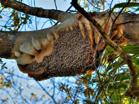 Honey Bee Nest In Tree at Shelley Morgan blog