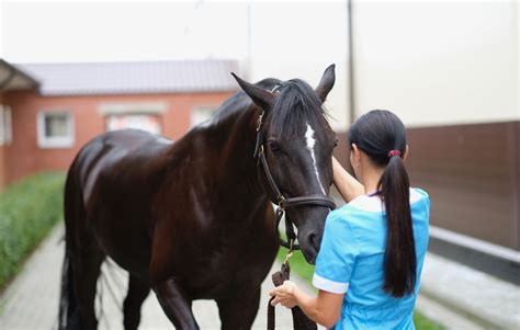 Horse Jobs that Pay Well: 8 Surprising High-Income Equine Careers ...