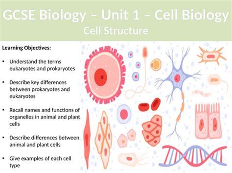 Cell Structure GCSE 的图像结果