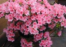 fiori azalee file fiori di azalea jpg fiori azalee file fiori di azalea jpg